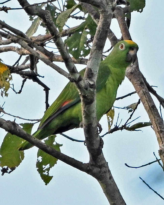 Yellow-crowned Amazon - ML640481630
