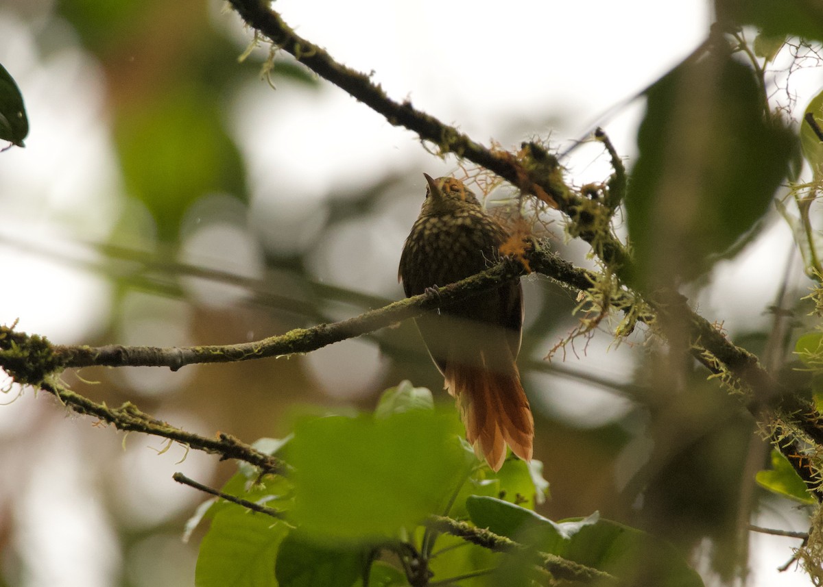 Rusty-winged Barbtail - ML640481634