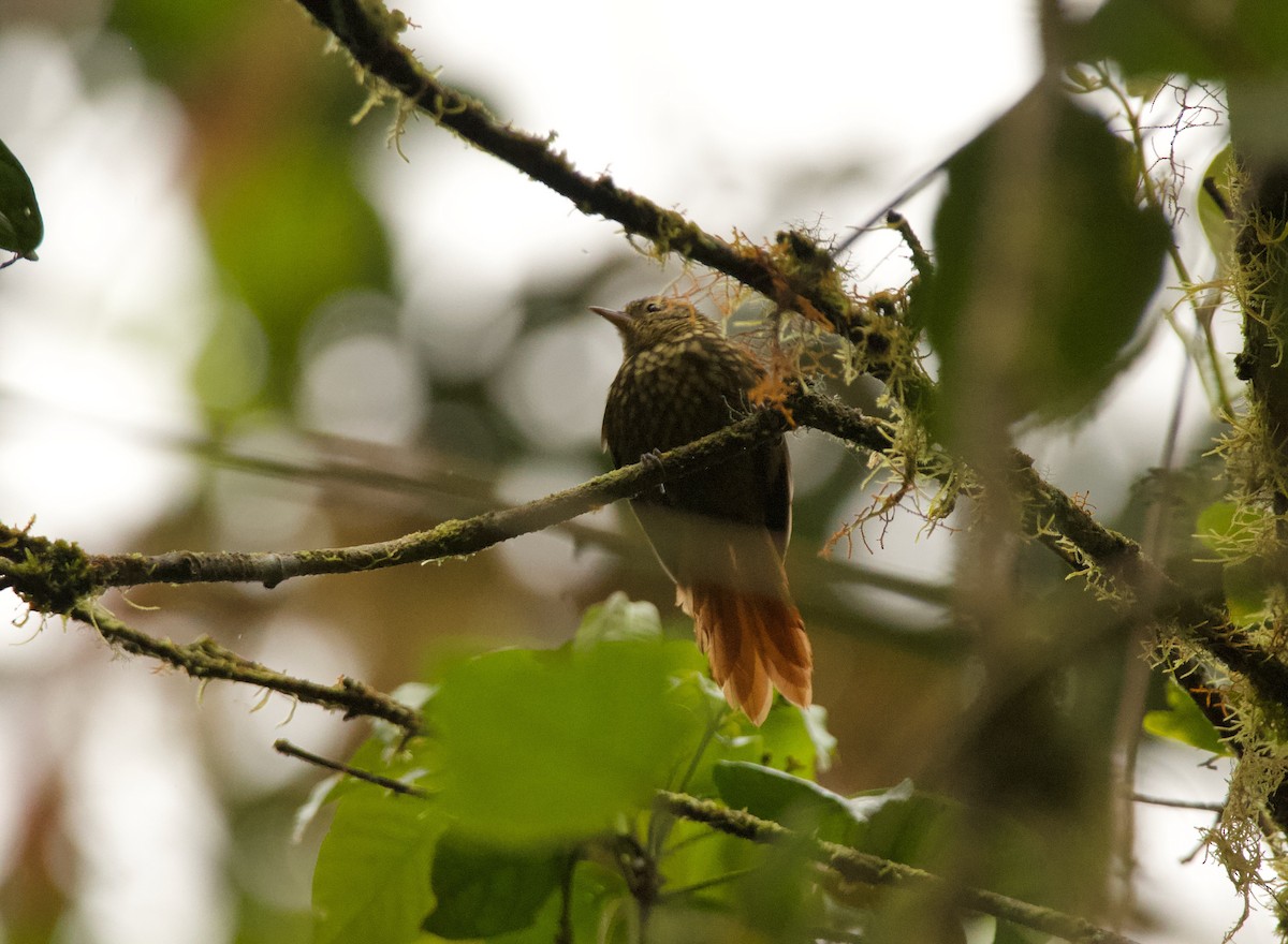 Rusty-winged Barbtail - ML640481635