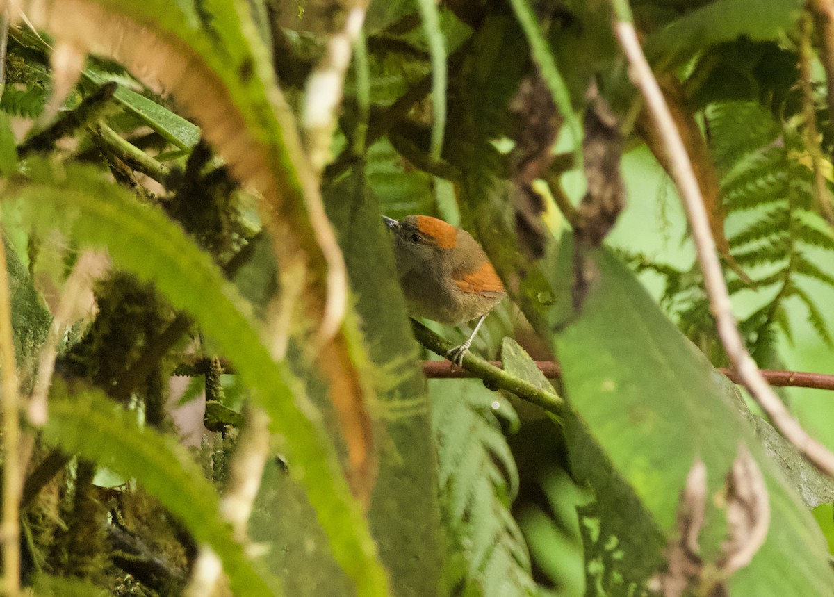 Azara's Spinetail - ML640481672