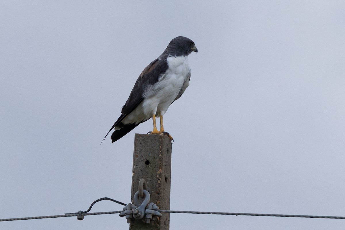 White-tailed Hawk - ML640481686