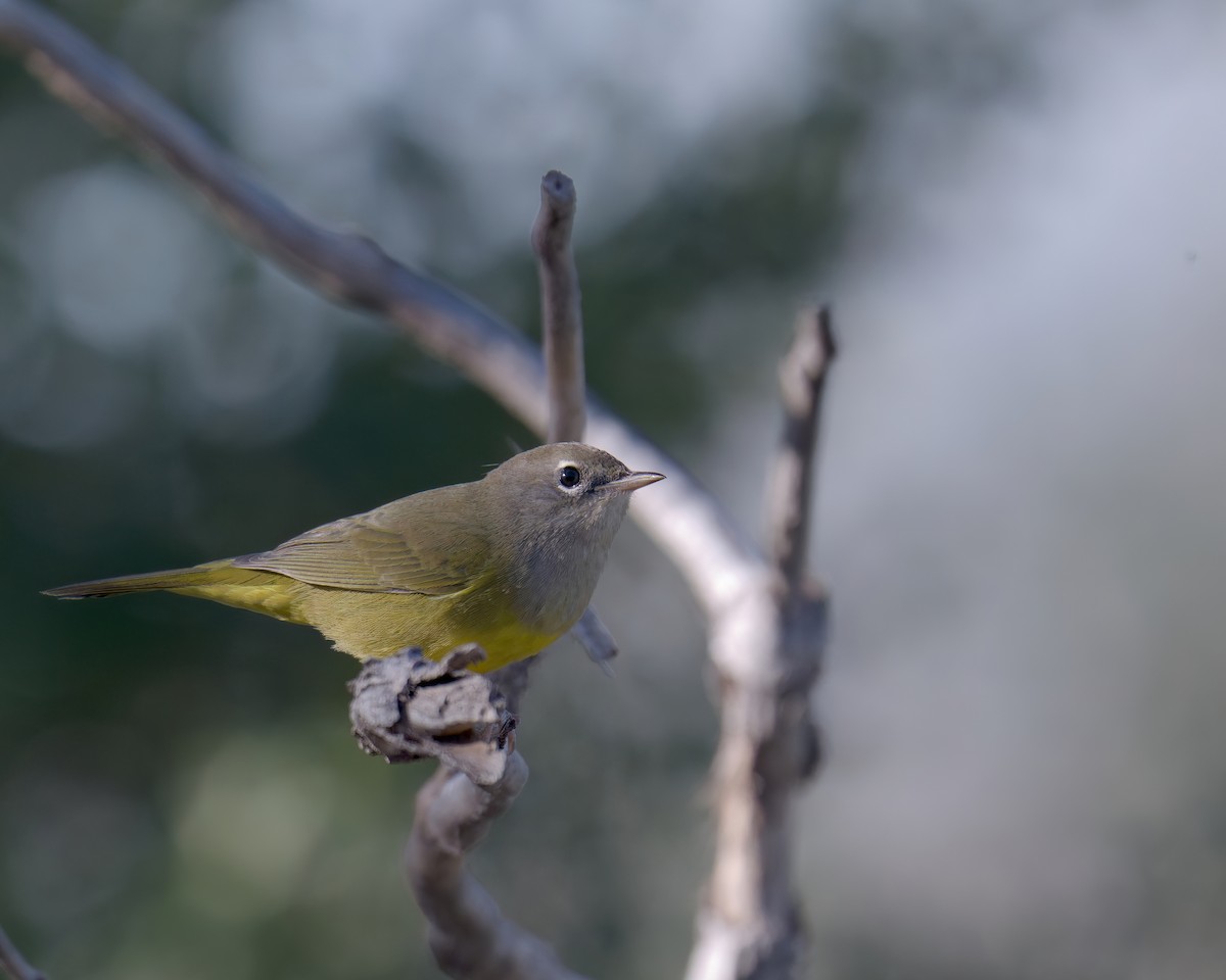 MacGillivray's Warbler - ML640481688