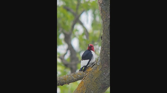 Red-headed Woodpecker - ML640481690