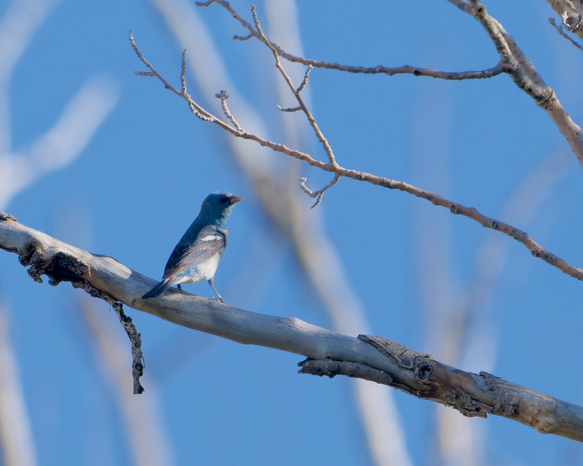 papežík lazurový - ML640481699