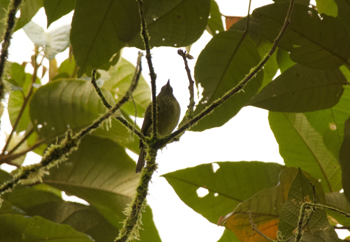 Streak-necked Flycatcher - ML640481706