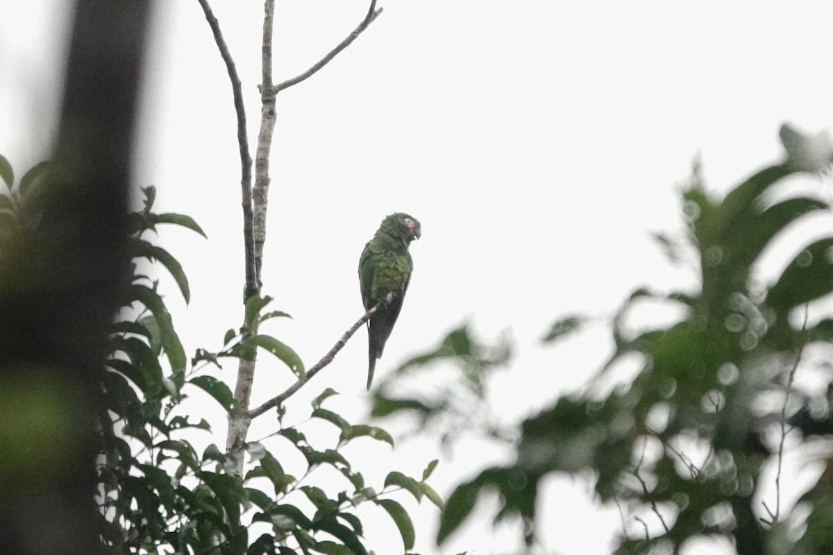 Dusky-headed Parakeet - ML640481738