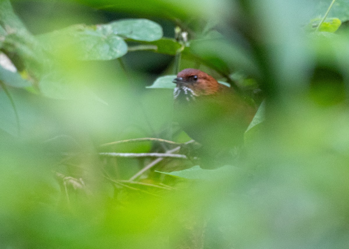 Stripe-breasted Spinetail - ML640481777