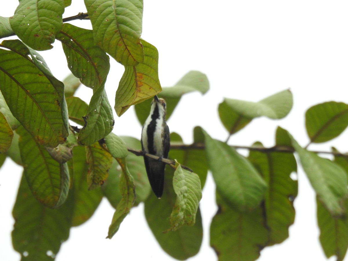 Black-throated Mango (Black-throated) - ML640481779