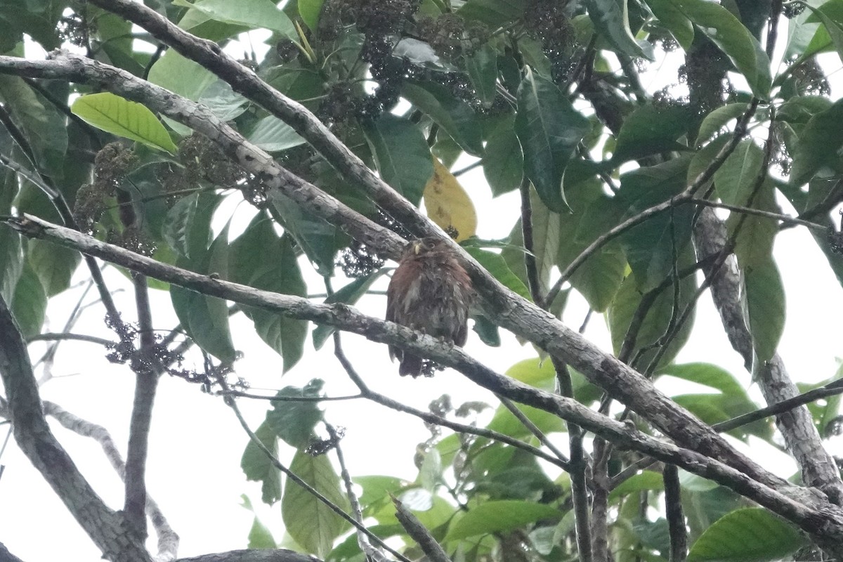 Ferruginous Pygmy-Owl - ML640481780