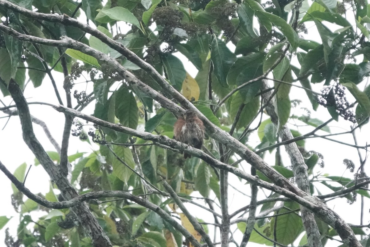 Ferruginous Pygmy-Owl - ML640481788