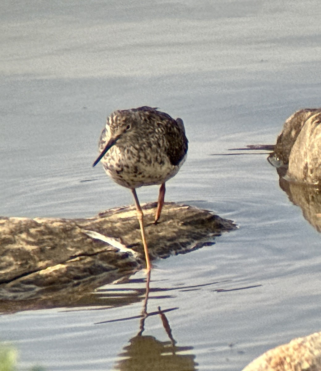 Greater Yellowlegs - ML640481794