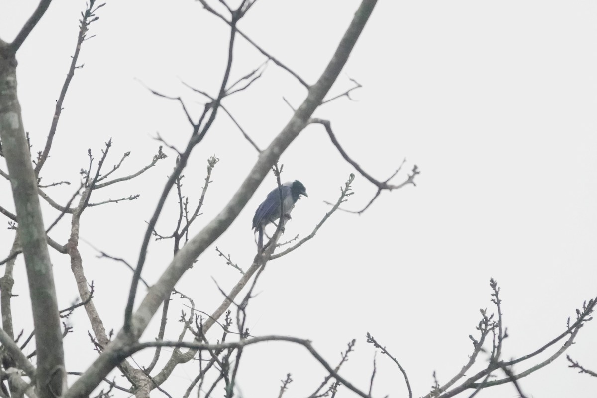 Violaceous Jay - ML640481795