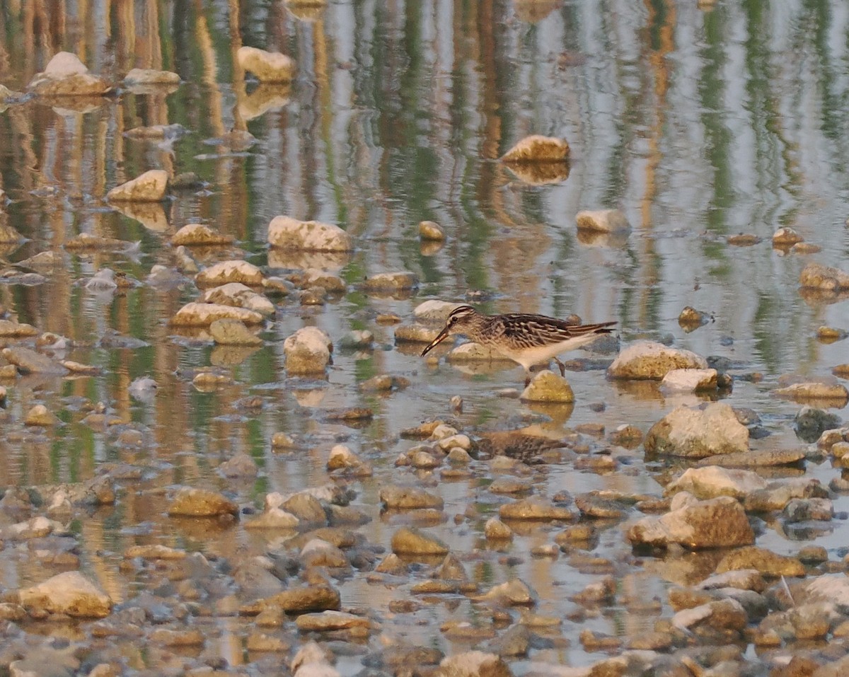 Broad-billed Sandpiper - ML640481812