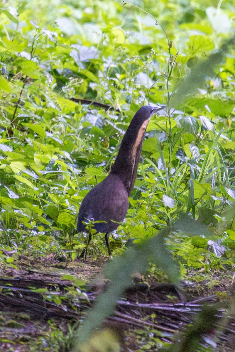 Black Bittern - ML640481846