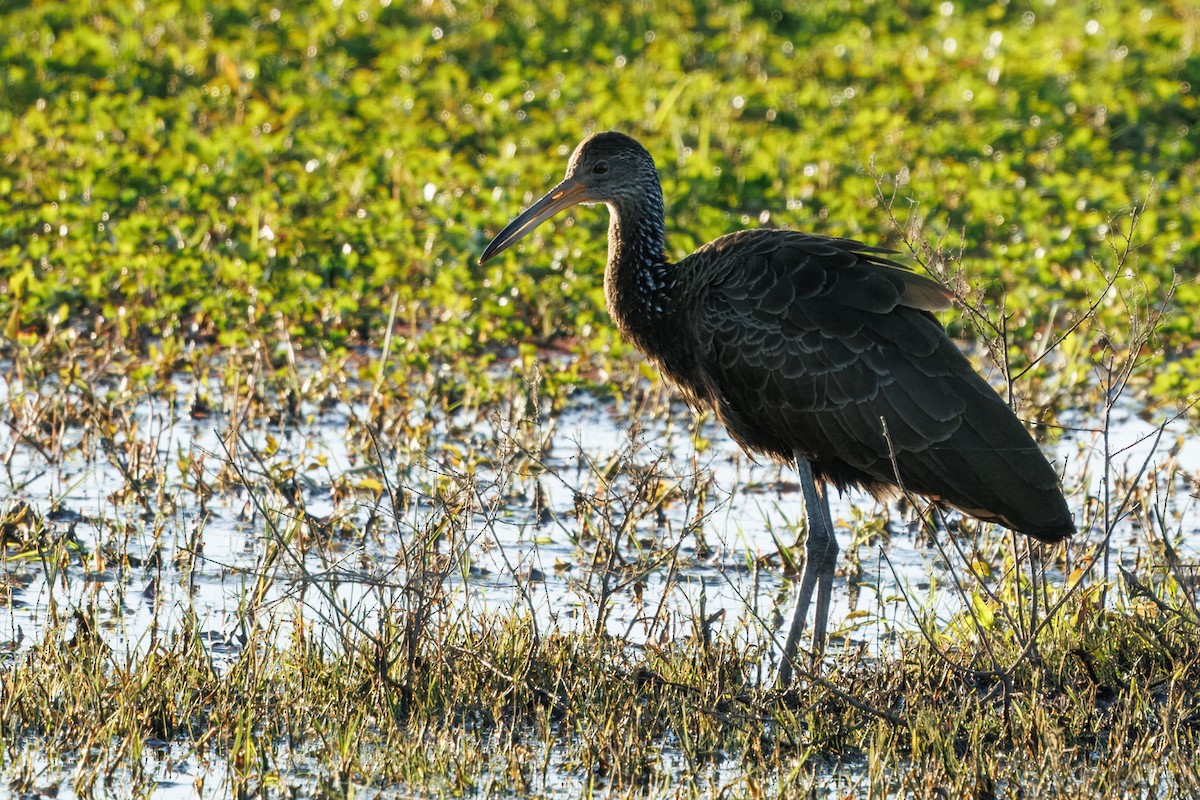 Limpkin - ML640481883