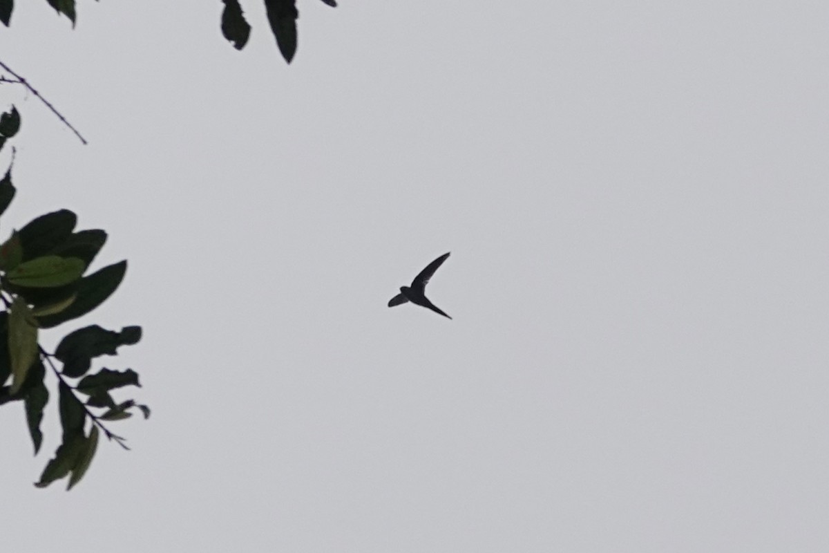 Fork-tailed Palm Swift - ML640481900