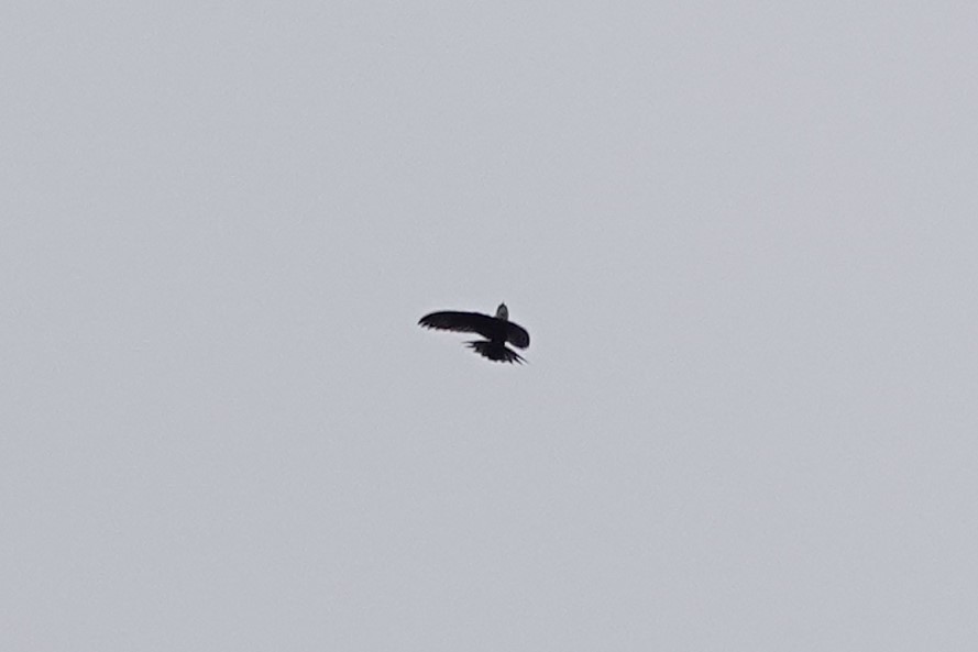 Lesser Swallow-tailed Swift - ML640481911