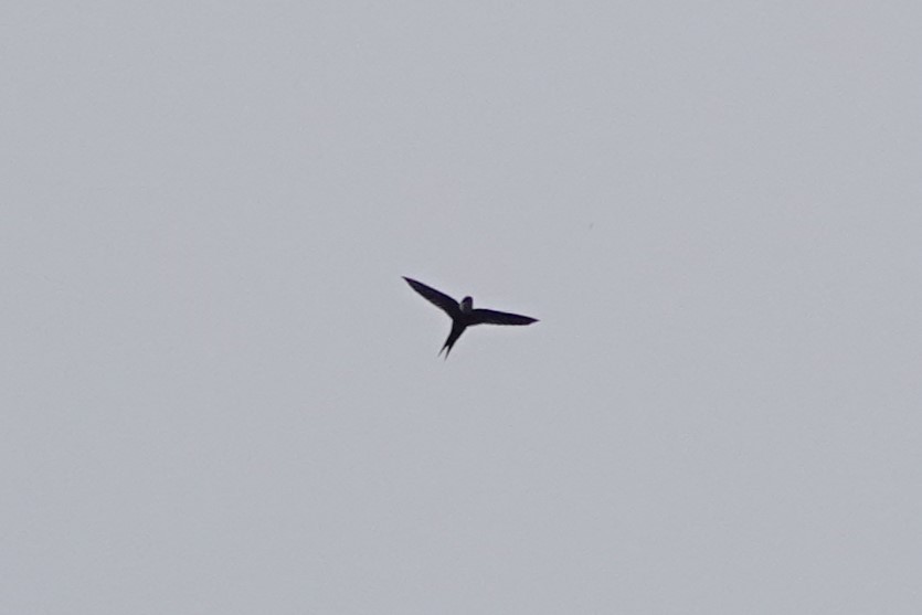 Lesser Swallow-tailed Swift - ML640481912