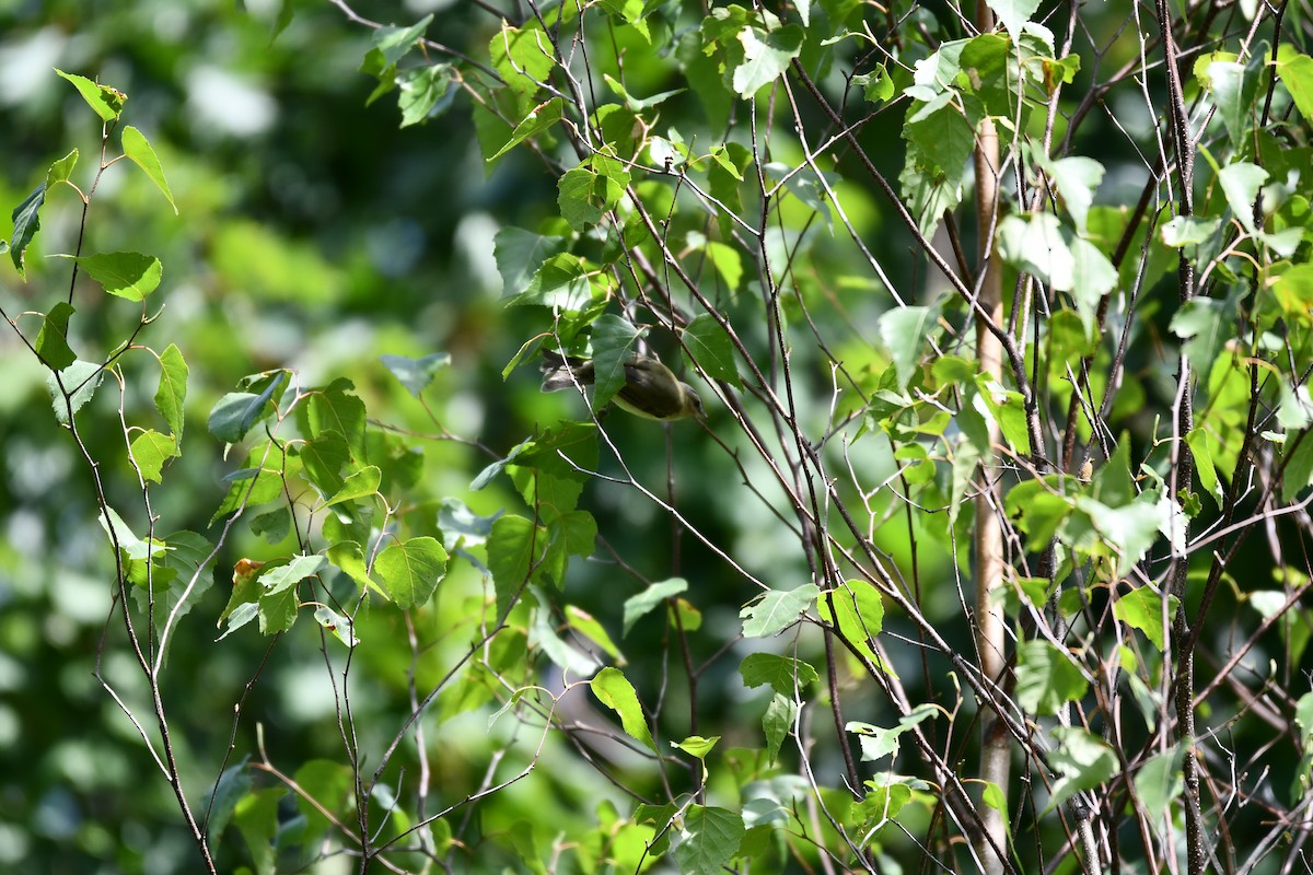 Red-eyed Vireo - ML640481922