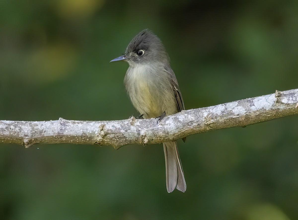 Cuban Pewee - ML640481933