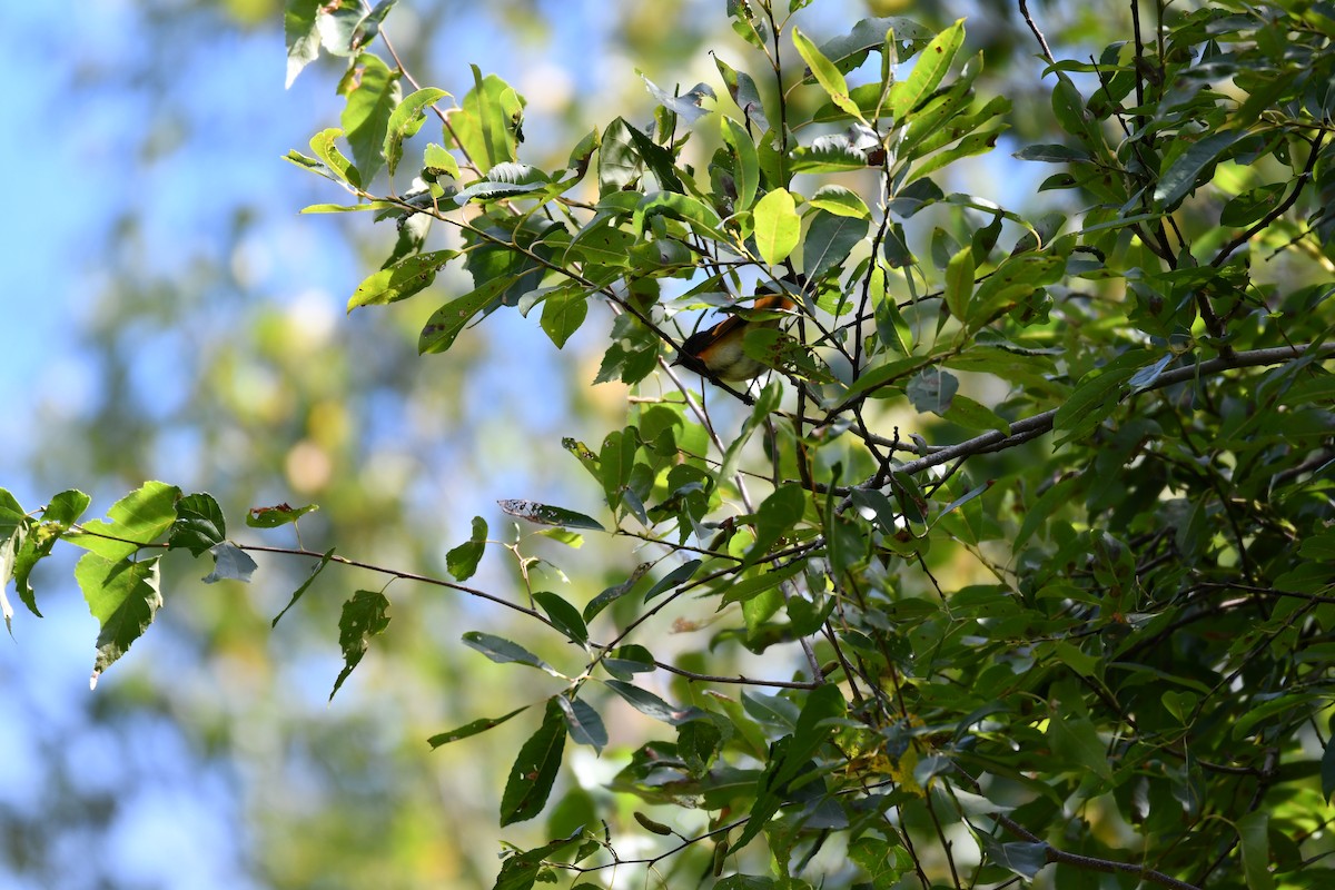 American Redstart - ML640481934