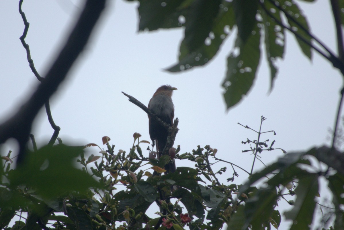 Common Squirrel-Cuckoo - ML640481946