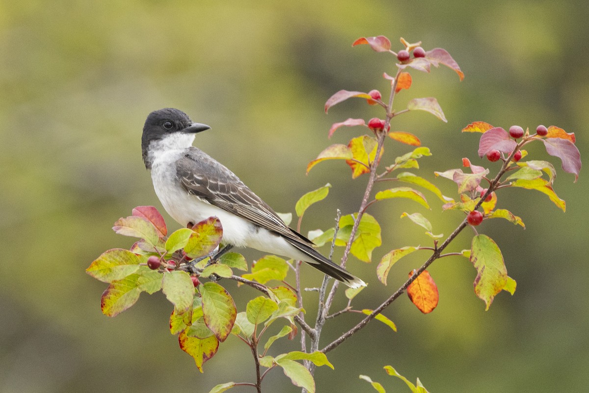 Eastern Kingbird - ML640481950