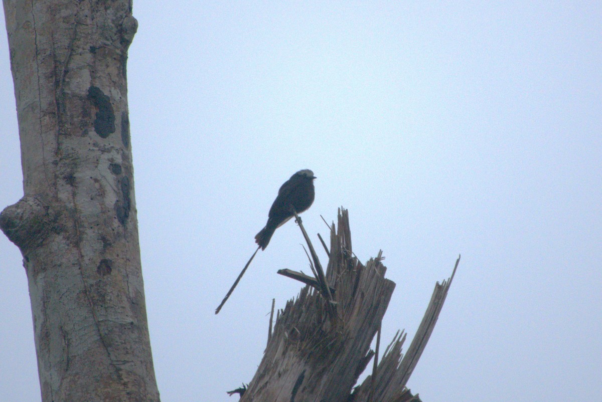 Long-tailed Tyrant - ML640481973
