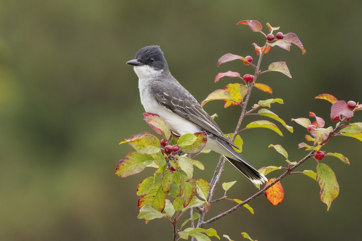 Eastern Kingbird - ML640481983
