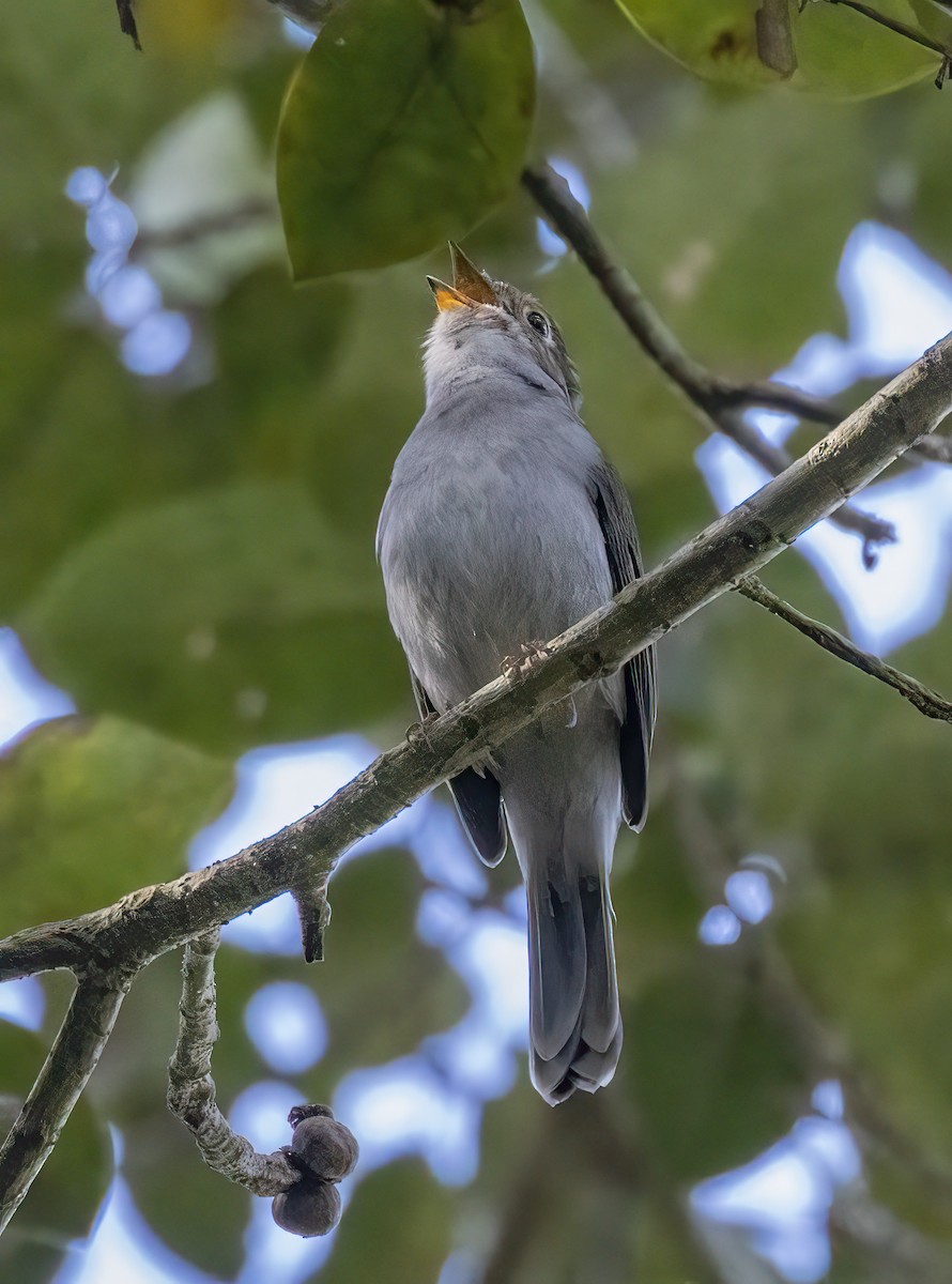 Cuban Solitaire - ML640481996