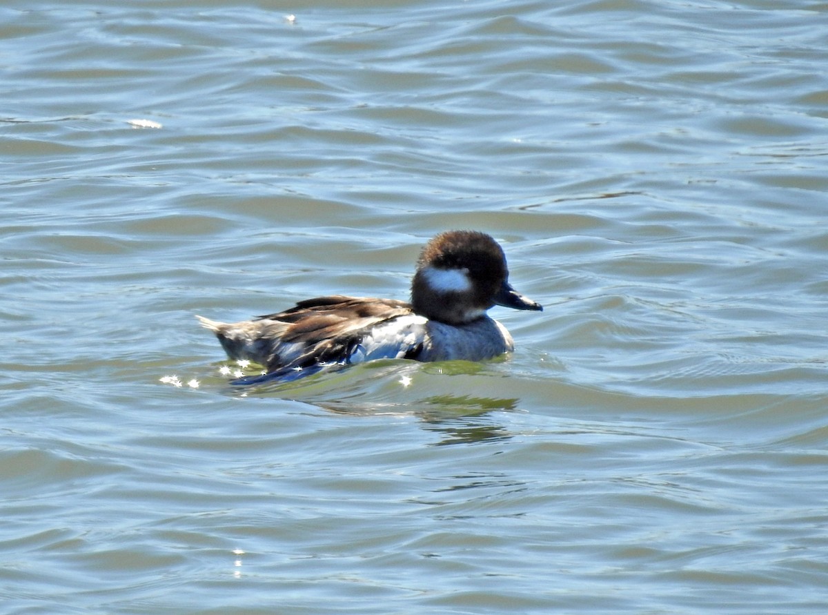 Bufflehead - ML640482033