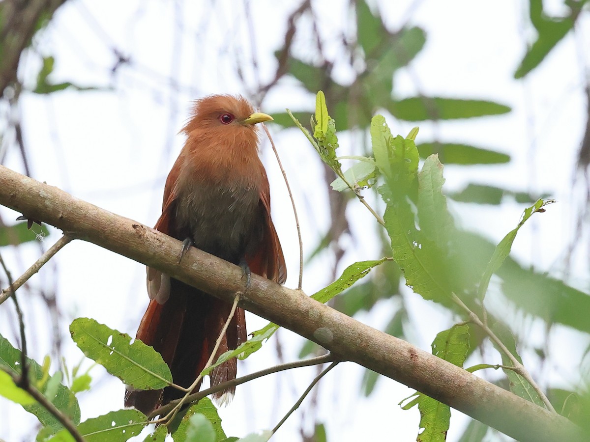 Little Cuckoo - ML640482042