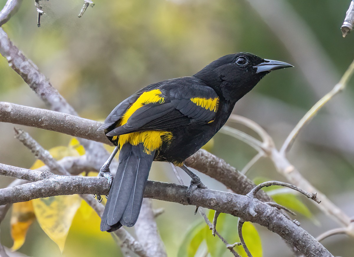 Cuban Oriole - ML640482059