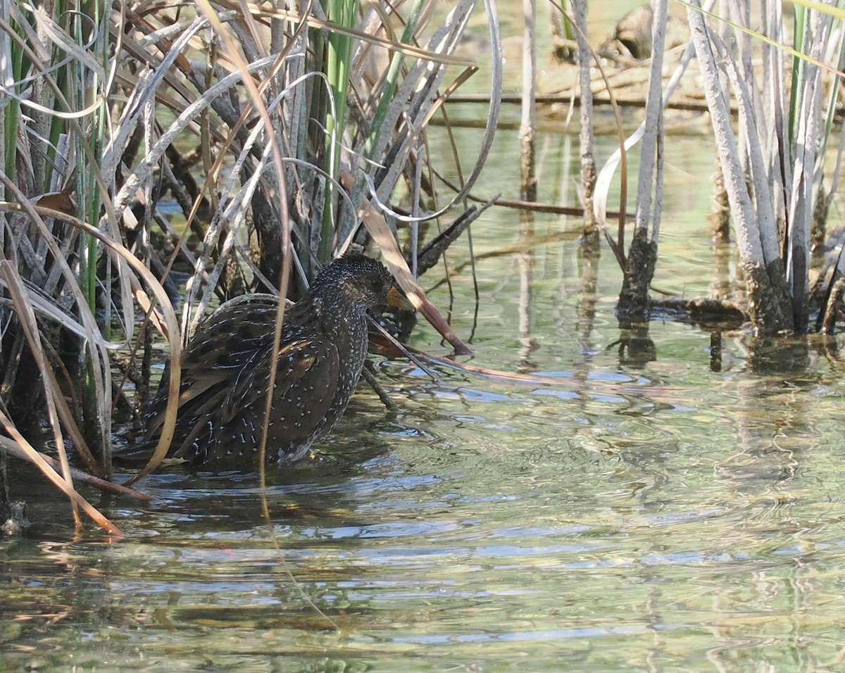 Spotted Crake - ML640482083
