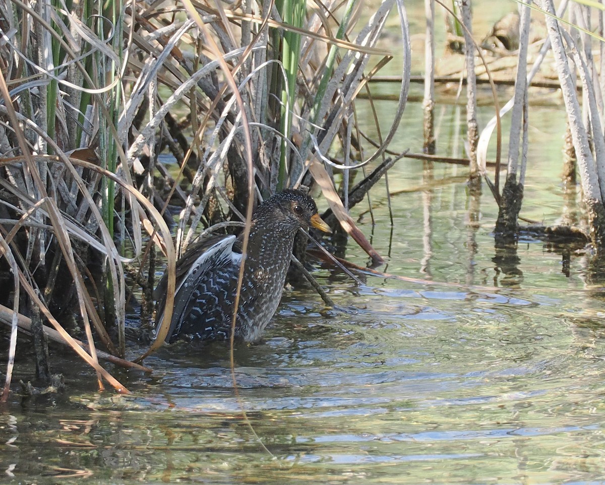 Spotted Crake - ML640482084