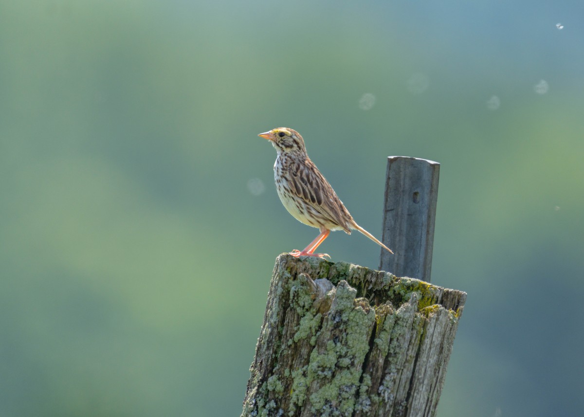 Savannah Sparrow - ML640482138