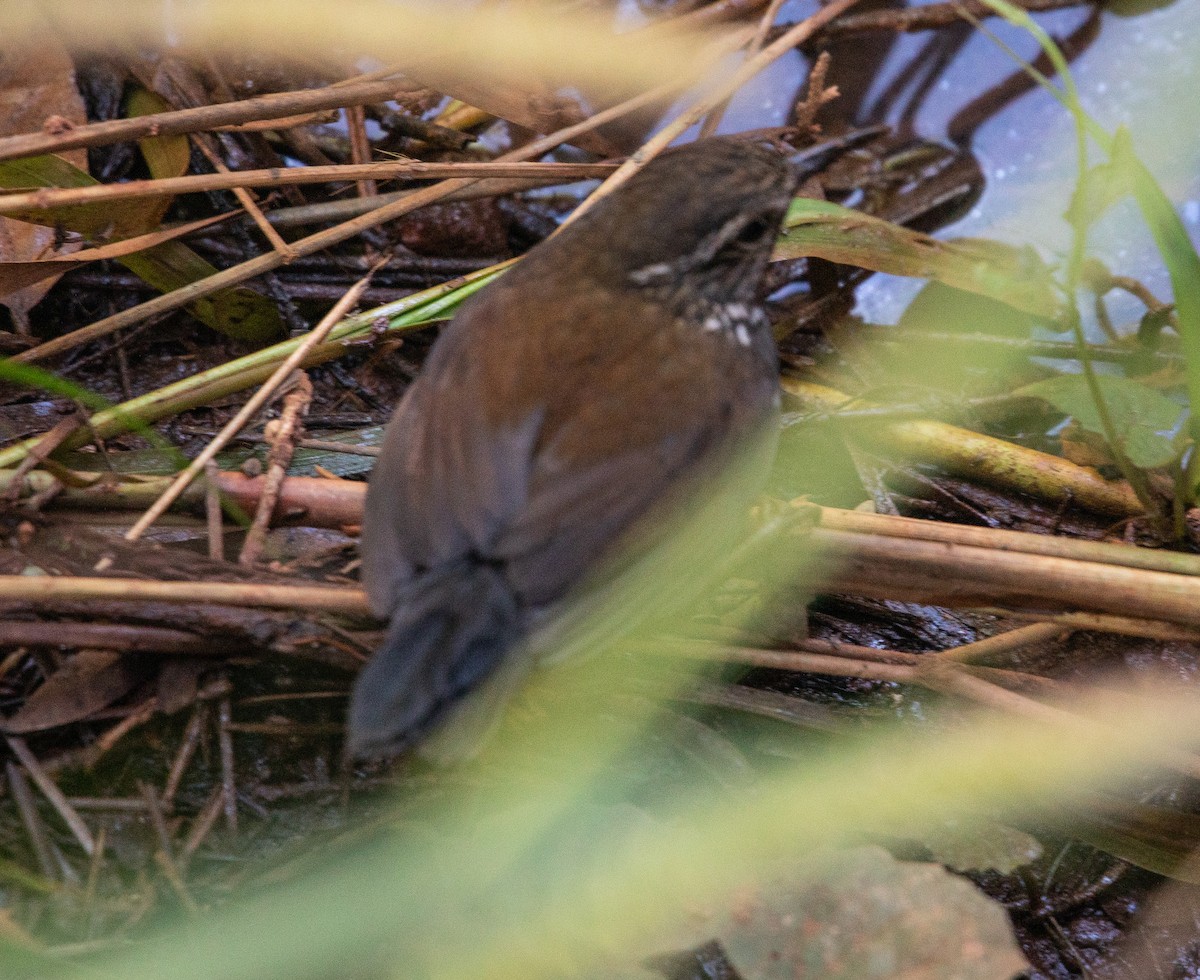 Sharp-tailed Streamcreeper - ML640482169