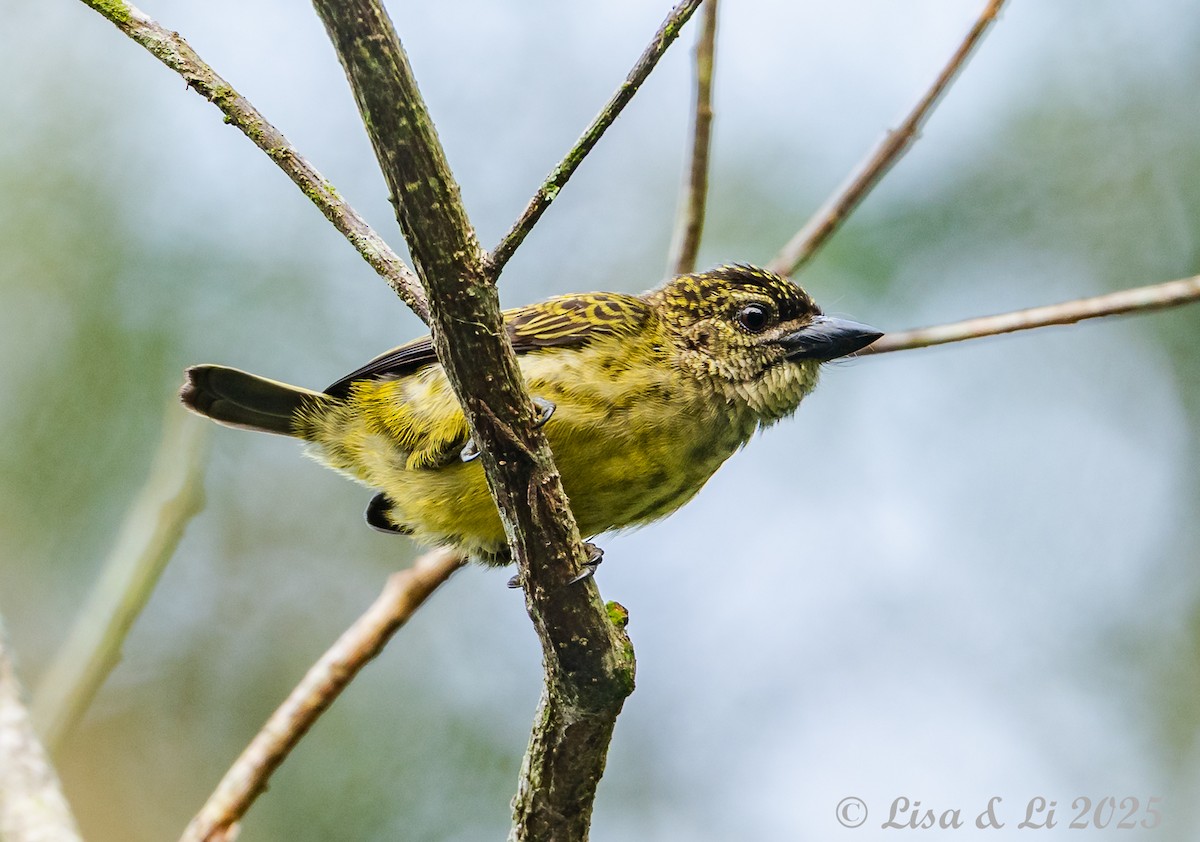Speckled Tinkerbird - ML640482216