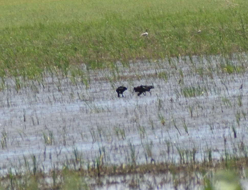 White-faced Ibis - ML640482251