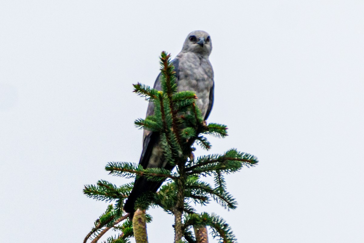 Mississippi Kite - ML640482268