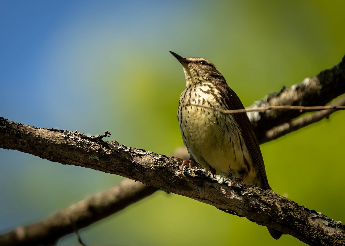 Northern Waterthrush - ML640482271