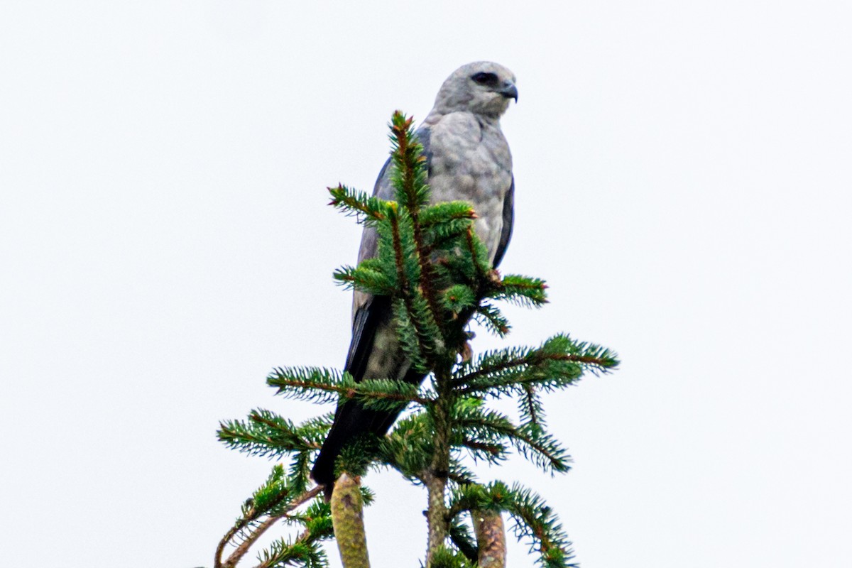 Mississippi Kite - ML640482291