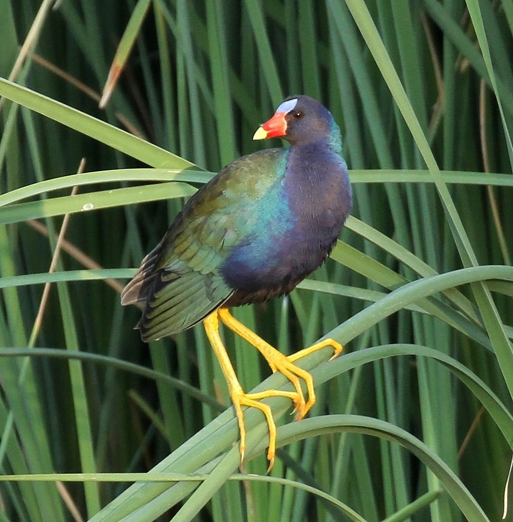 Purple Gallinule - ML640482305