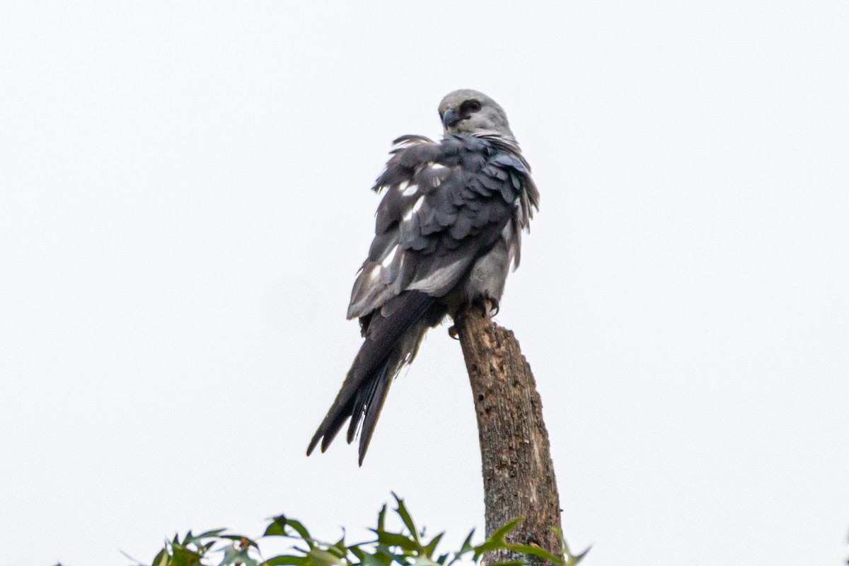 Mississippi Kite - ML640482315