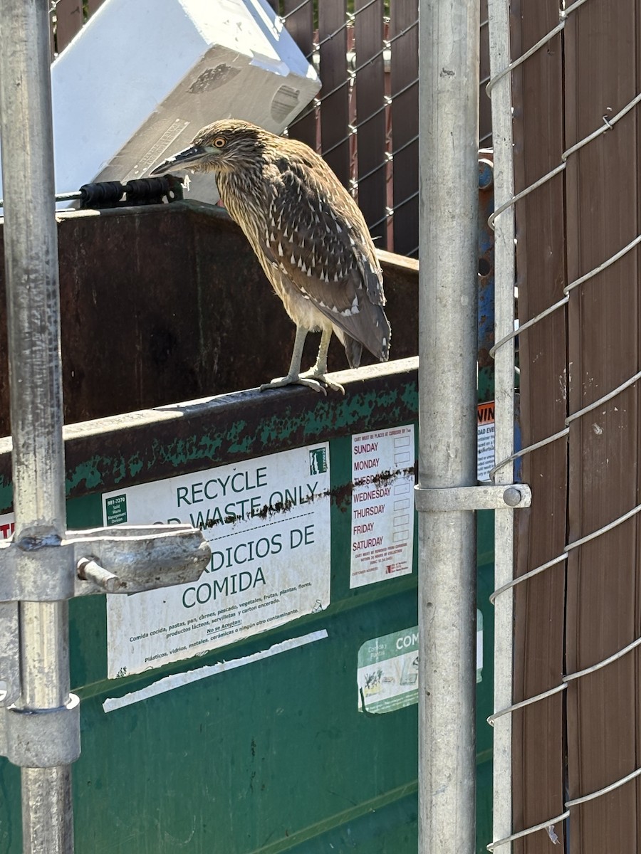 Black-crowned Night Heron - ML640482318