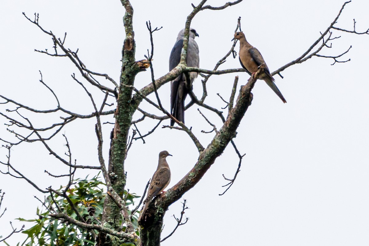 Mississippi Kite - ML640482326