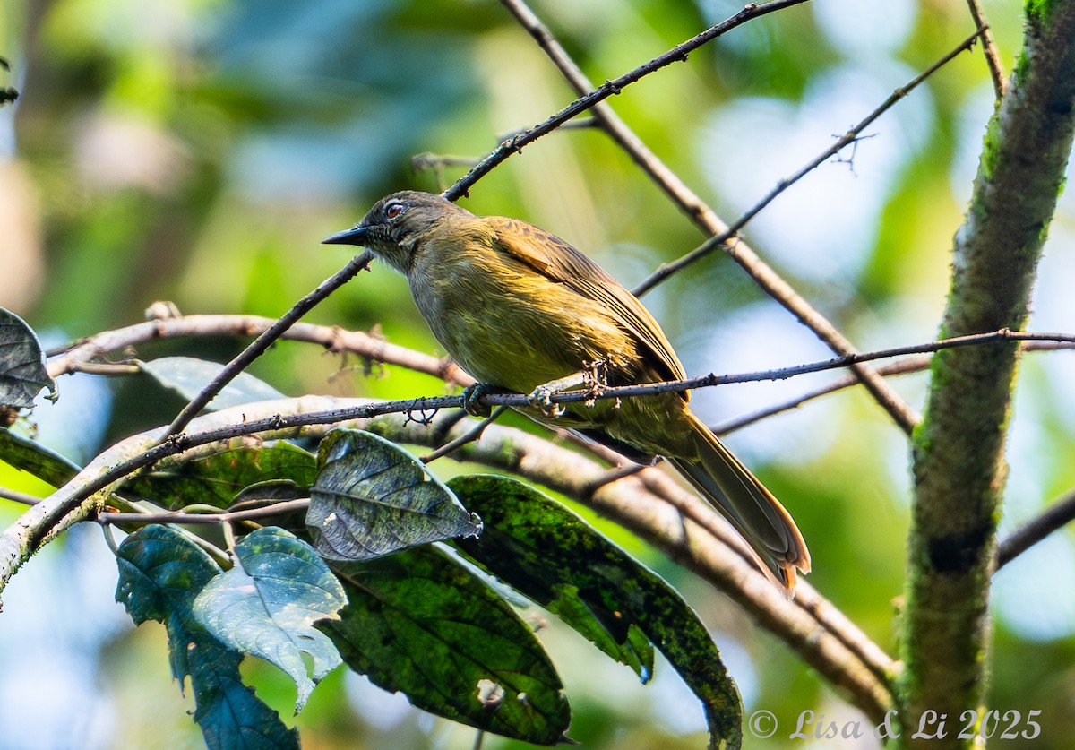 Plain Greenbul - ML640482336