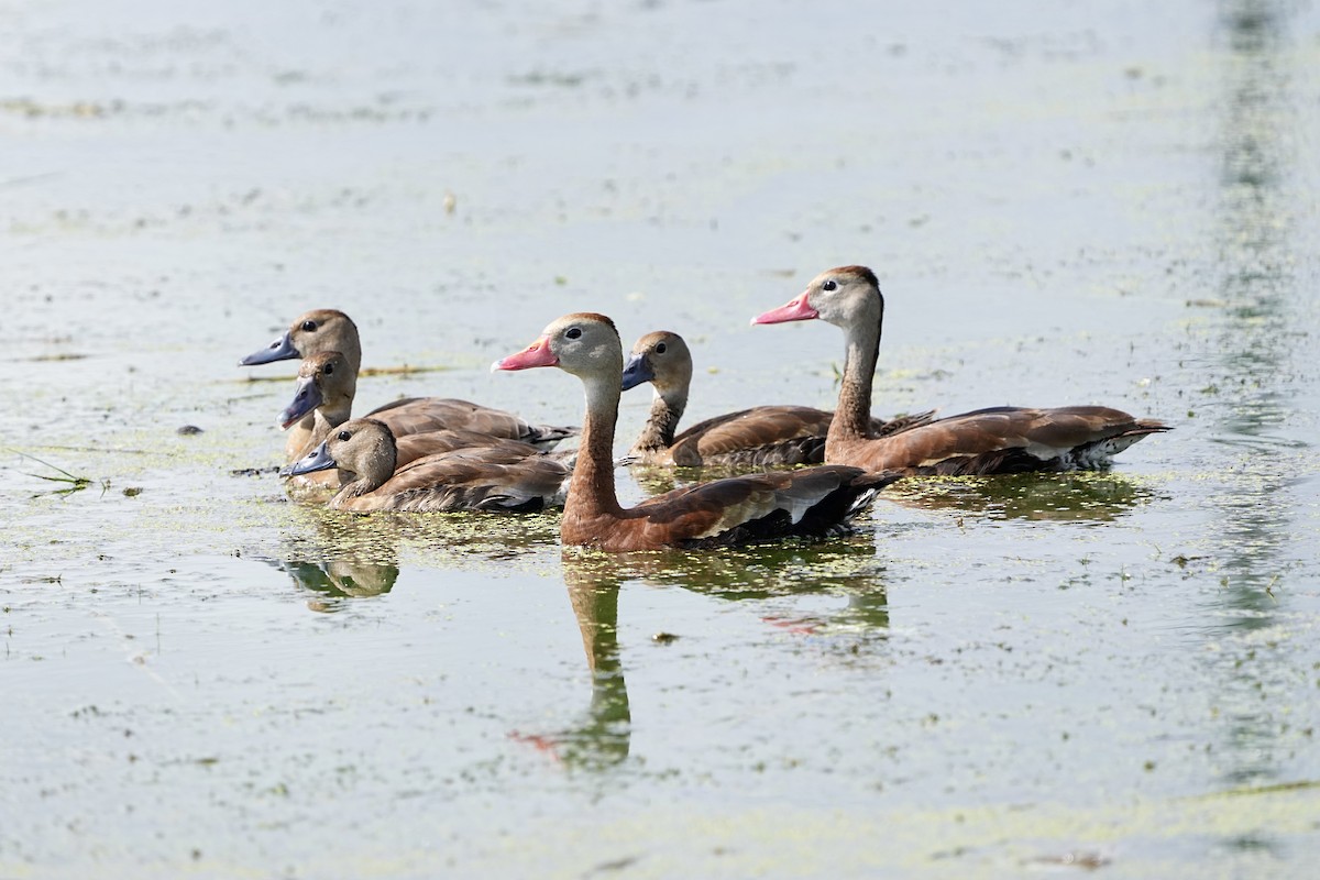 Black-bellied Whistling-Duck - ML640482340