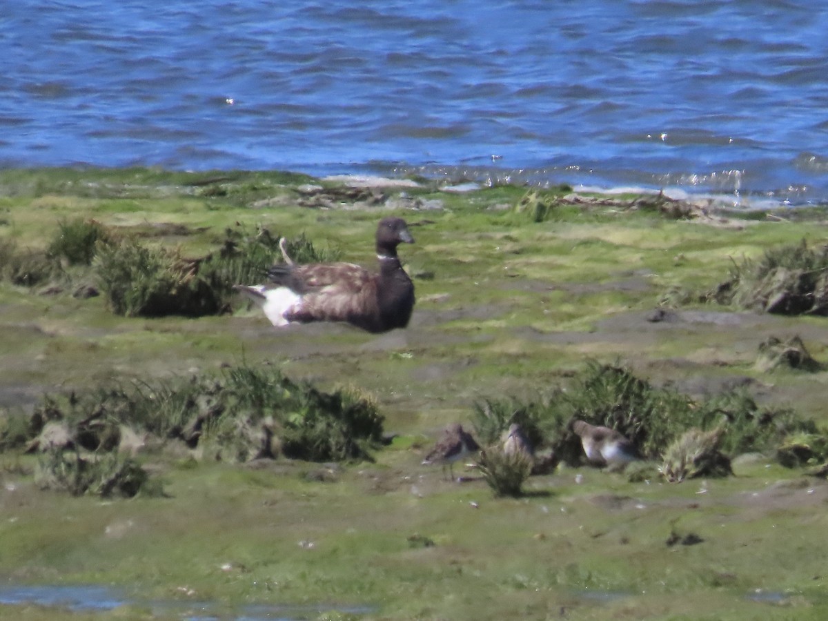 Brant - ML640482341