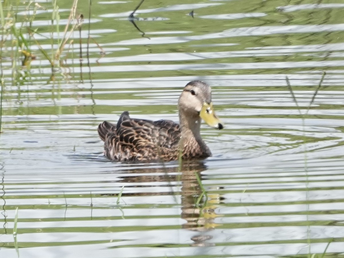 Mallard/Mottled Duck - ML640482344